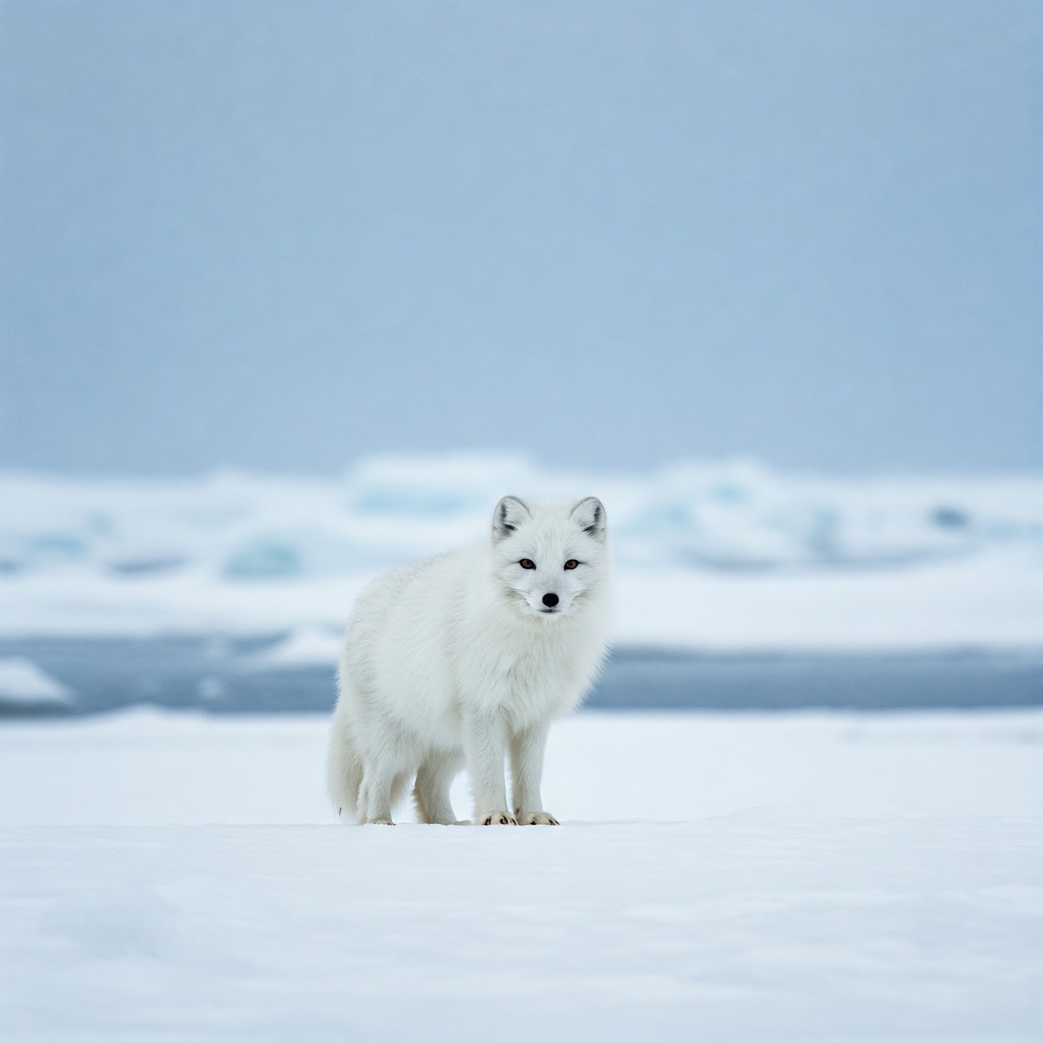 photo of Arctic Fox in a Snowy Landscape